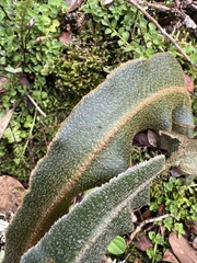 Elaphoglossum paleaceum