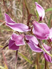 Diuris punctata