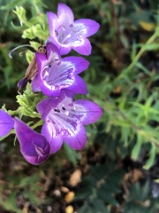 Penstemon neomexicanus