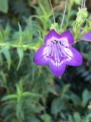 Penstemon neomexicanus