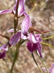 Diuris punctata