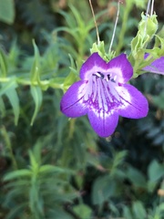 Penstemon neomexicanus