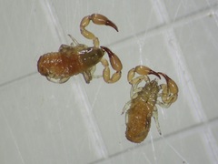 Haplochernes funafutensis