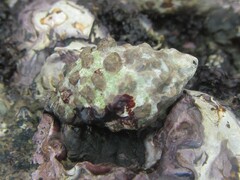 Tenguella marginalba