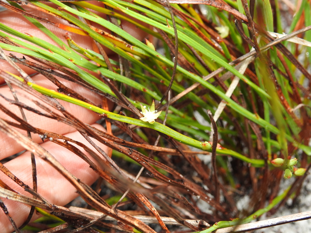 Macarthuria complanata