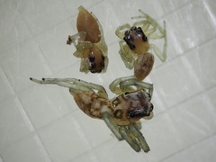 Phintelloides versicolor