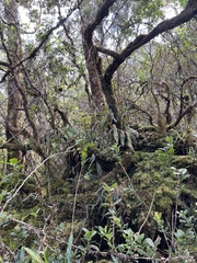 Elaphoglossum paleaceum