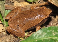 Hamptophryne boliviana