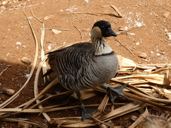 Branta sandvicensis