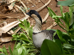 Branta sandvicensis