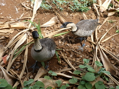 Branta sandvicensis