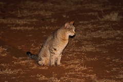 Felis lybica cafra