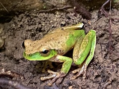 Ranoidea barringtonensis