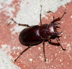 Lucanus capreolus