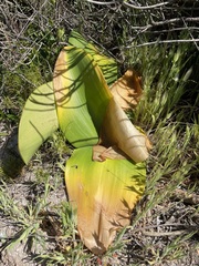 Brunsvigia orientalis