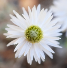 Anaphalioides bellidioides