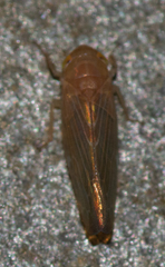 Chlorotettix lusorius