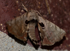 Apatelodes torrefacta