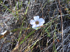 Adenandra uniflora