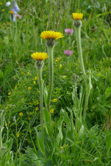 Hypochaeris uniflora