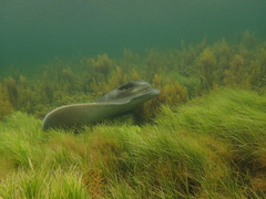 Myliobatis tenuicaudatus