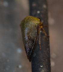Telamonini