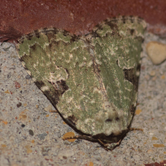 Leuconycta diphteroides