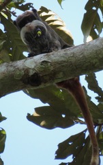 Saguinus imperator subgrisescens