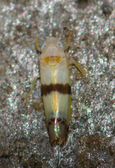 Empoa gillettei