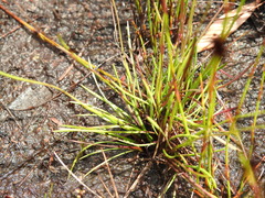 Xyris juncea