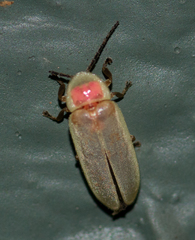 Photinus marginellus