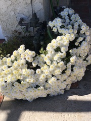 Anaphalis morrisonicola