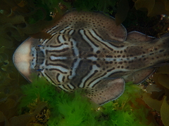 Trygonorrhina dumerilii