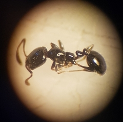 Monomorium carbonarium