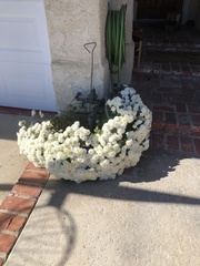 Anaphalis morrisonicola