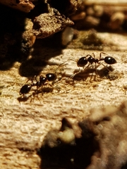 Monomorium carbonarium