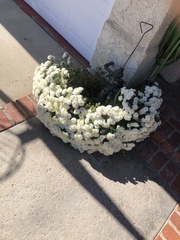 Anaphalis morrisonicola