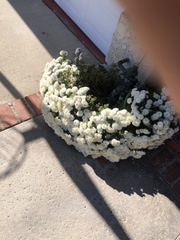 Anaphalis morrisonicola