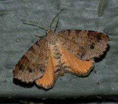 Mellilla xanthometata