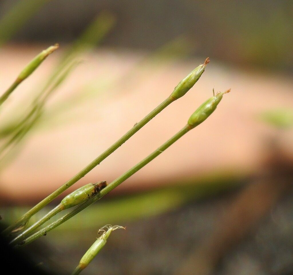Fimbristylis pauciflora