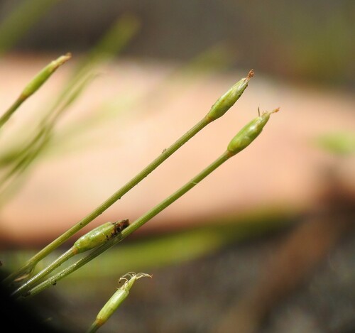 Fimbristylis pauciflora