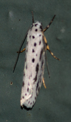 Ethmia