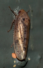 Ponana