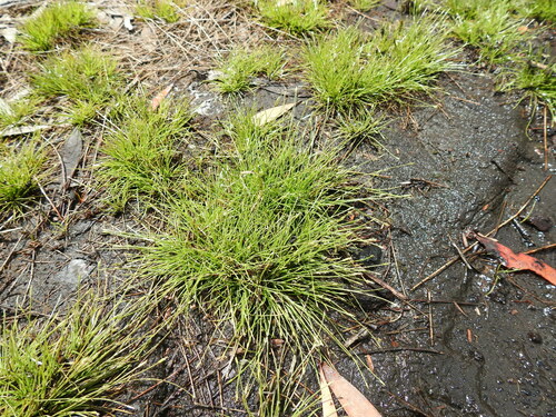 Fimbristylis pauciflora iNat (1)