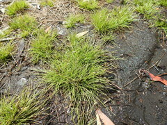 Fimbristylis pauciflora