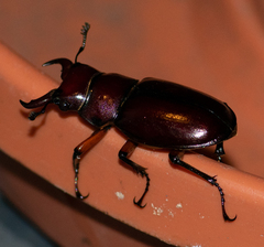 Lucanus capreolus
