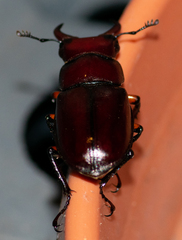 Lucanus capreolus
