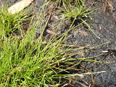 Fimbristylis pauciflora