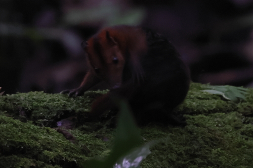 Müller’s Three-striped Dasyure
