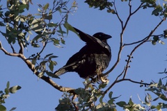 Corvus mellori